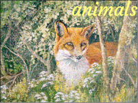 animals animals