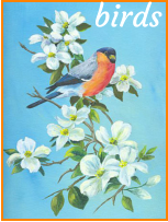 birds