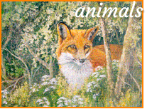 animals animals