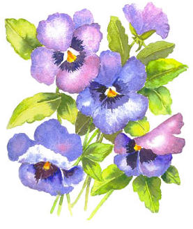 Blue pansies.