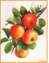 fruit